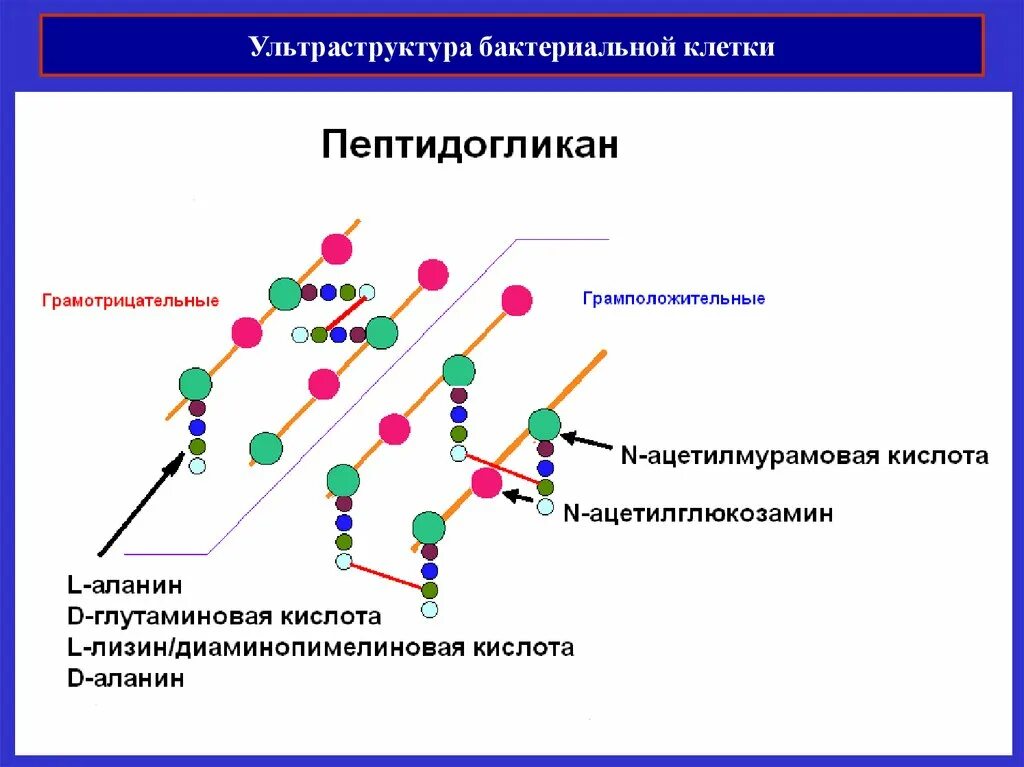 Клеточная стенка состоит из пептидогликана. Пептидогликан клеточной стенки бактерий. Пептидогликан грамотрицательных бактерий. Пептидогликан грамотрицательных бактерий схема. Строение пептидогликана грамотрицательных бактерий.