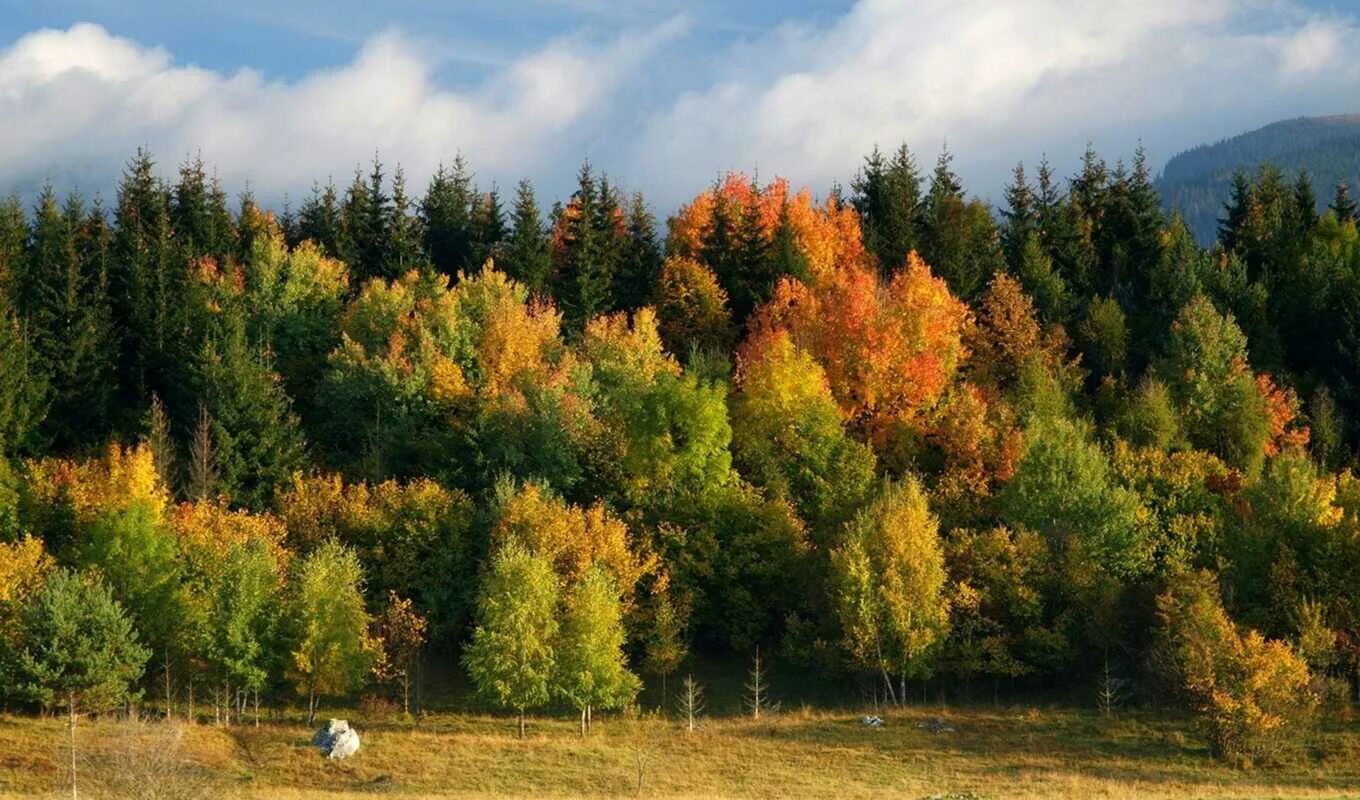 Осенний пейзаж. В лесу было нарядно и тихо. Сентябрь природа бабье лето. Сентябрь природа. Красив наряден лес в дни ранней осени текст.