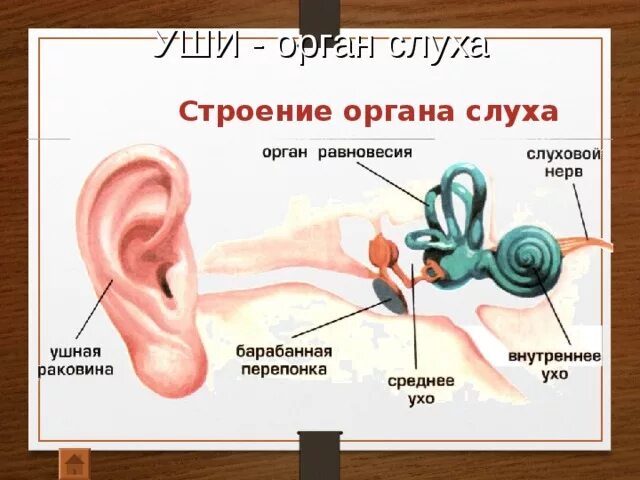 Строение органа слуха. Строение органа слуха человека. Органы чувств орган слуха. Строение органа слуха и равновесия.