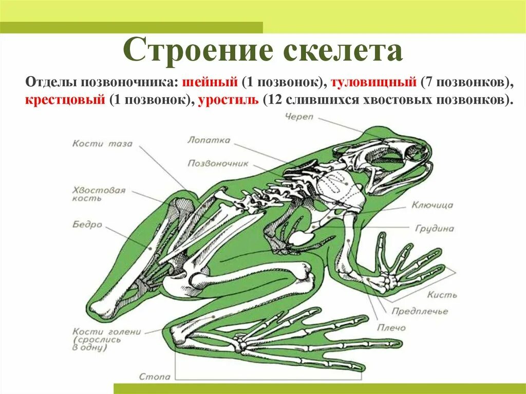 Скелет бесхвостых амфибий. Опорно двигательная система лягушки скелет. Строение опорно двигательной системы земноводных. Опорно двигательная система земноводных 7 класс. Какой отдел скелета есть у пресмыкающихся