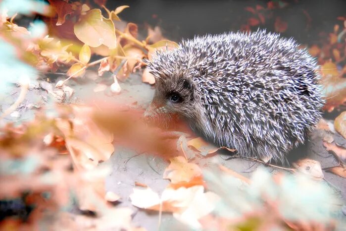 Иллюстрация ежик с шариком. Летят два ежика. Летели 2 верблюда один рыжий другой налево сколько весит. Влюбленные ежики. Летят два ежика.