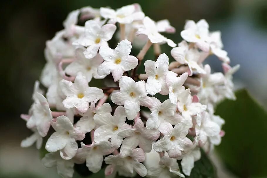 Цветы с сильным запахом. Viburnum carlcephalum. Дейция Юки Сноуфлейк. Дейция Сноуфлейк. Калина душистая.