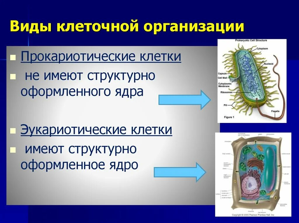 Виды организации клеток. Типы организации клеток Прокариотическая клетка. Типы клеток биология. Основные типы клеточной организации.