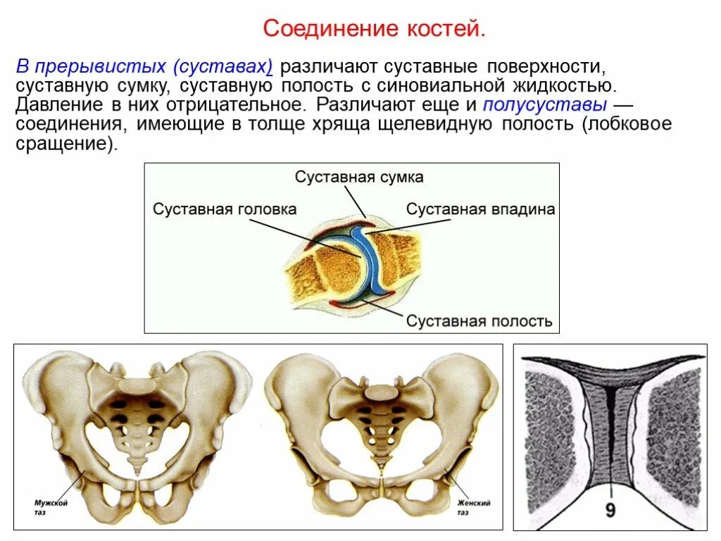 Полусуставы соединения костей. Полусуставы строение. Соединение костей суставы. Прерывистые соединения костей.