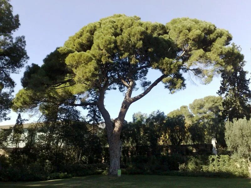 Хвойные турции. Кипарис вечнозеленый (Cupressus sempervirens). Сосна итальянская Пиния Ялта. Пинус Пинея. Сосна Пинус Пинея.