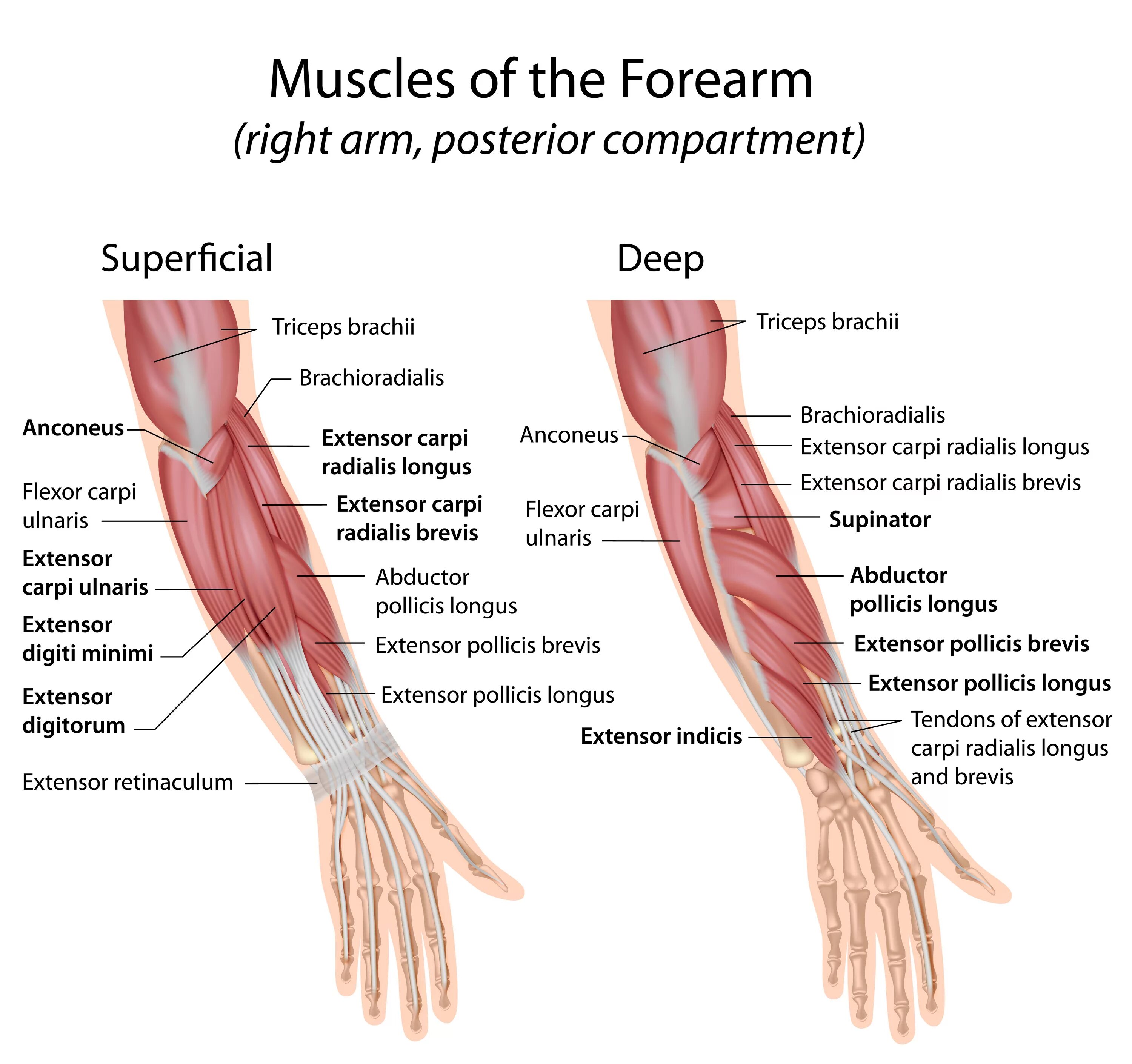 Стороны предплечья. Muscles of the posterior (extensor) compartment of the forearm. Строение руки человека сухожилия и мышцы. Строение локтя человека сухожилия и мышцы.