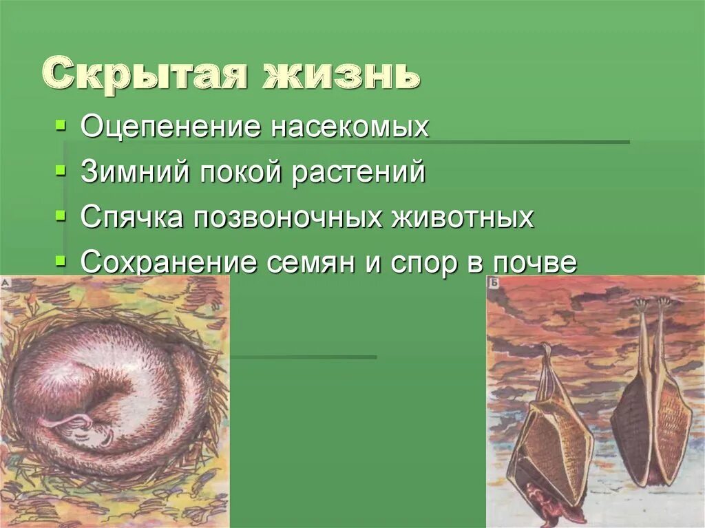 Что такое спячка в биологии. Покой растений и животных. Период покоя это в биологии. Презентация спячка животных. Оцепенение у животных.