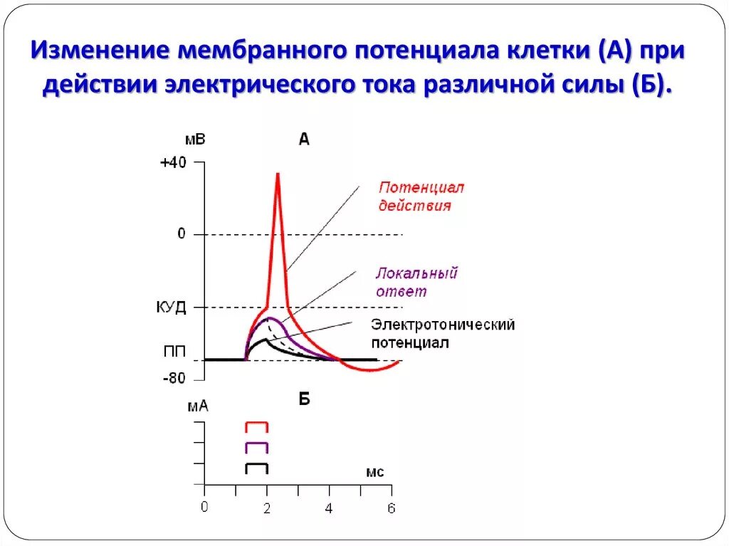 Характер изменения потенциала. График изменения мембранного потенциала. Мембранный потенциал действия схема. Потенциал покоя локальный ответ потенциал действия. График мембранного потенциала физиология.