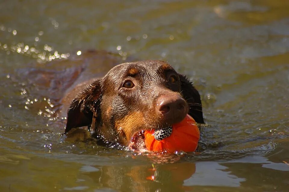 Учи рыбу плавать а собаку лаять. Собака плавает. Собака в водоеме. Пруд для собак. Речная собака.