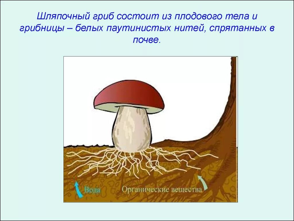 Грибы строение шляпочных грибов. Строение шляпочного гриба мицелий. Шляпочные грибы грибница строение. Части шляпочного гриба на рисунке. Мицелий шляпочных грибов