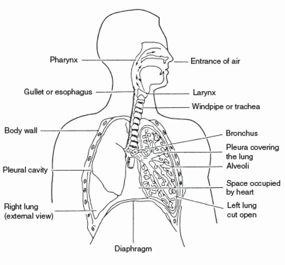 Дыхание латынь термин. Respiratory System схема. Дыхательная система на английском языке. Схема дыхательной системы. Дыхательная система человека анатомия.