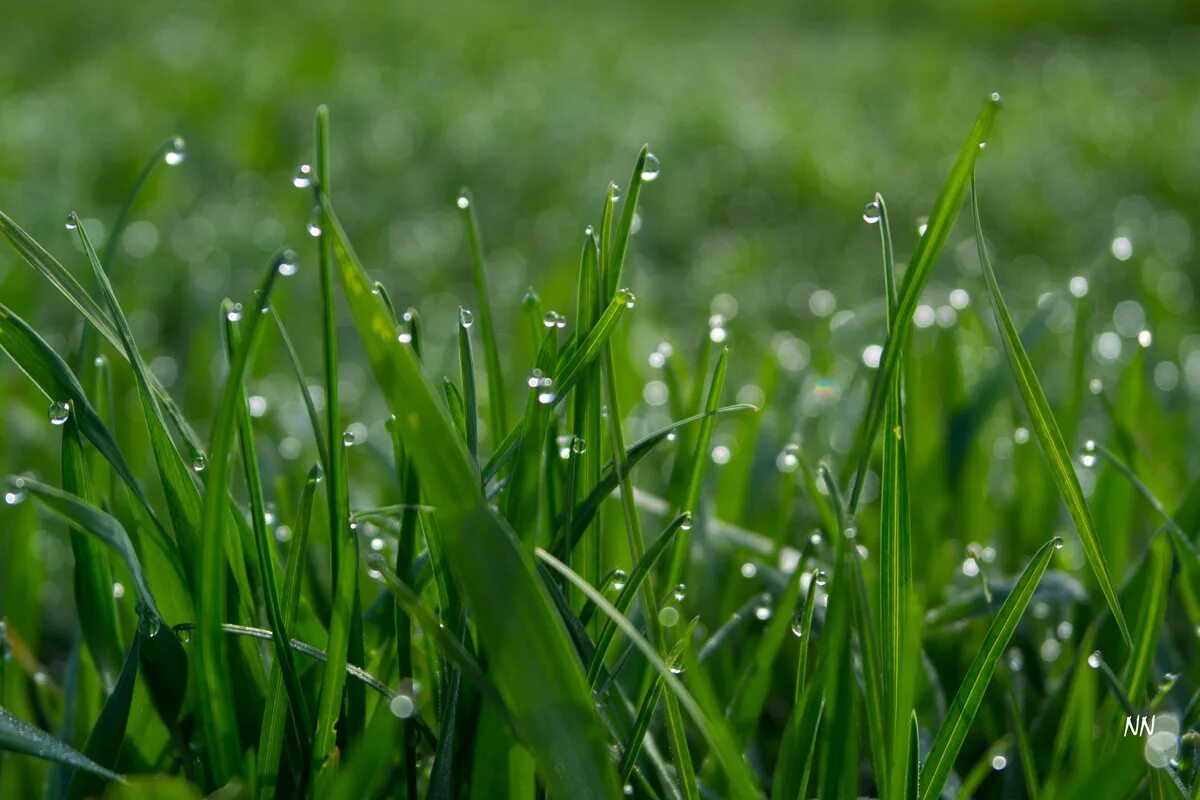 Роса на траве. Утренняя роса. Утренняя роса на траве. Капли дождя на траве. Вечером обильная роса