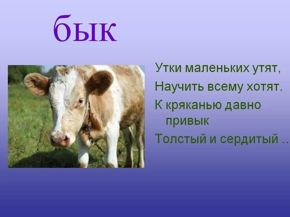 Что у коровы впереди а у быка. Загадка про быка. стих про быка. загадка про быка для детей. загадка про корову.