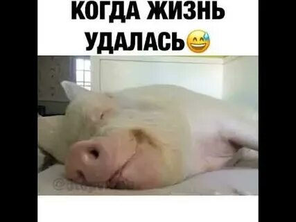 Свинья сидит в сауне кайфует