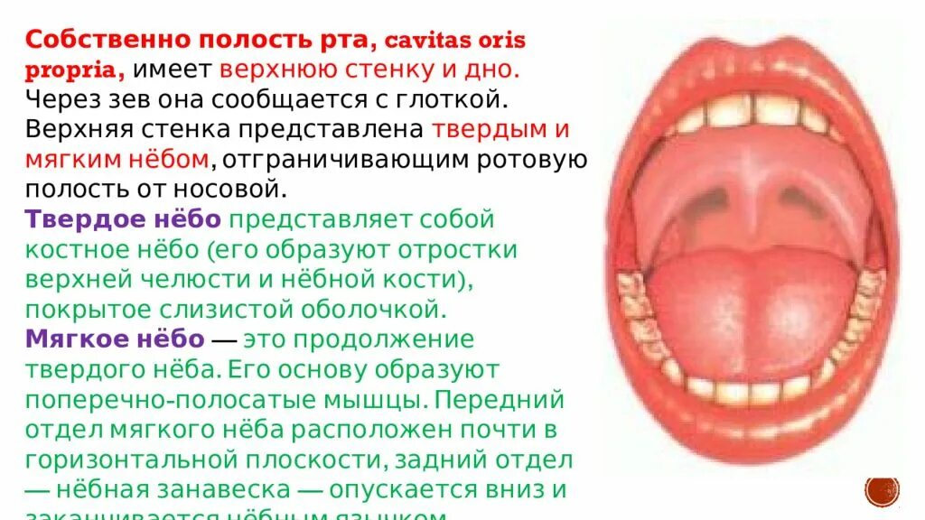 Что есть в полости рта. Стенки ротовой полости образованы. Стенки собственно полости рта анатомия. Мткнки собвенно полости рта. Сообщения ротовой полости.