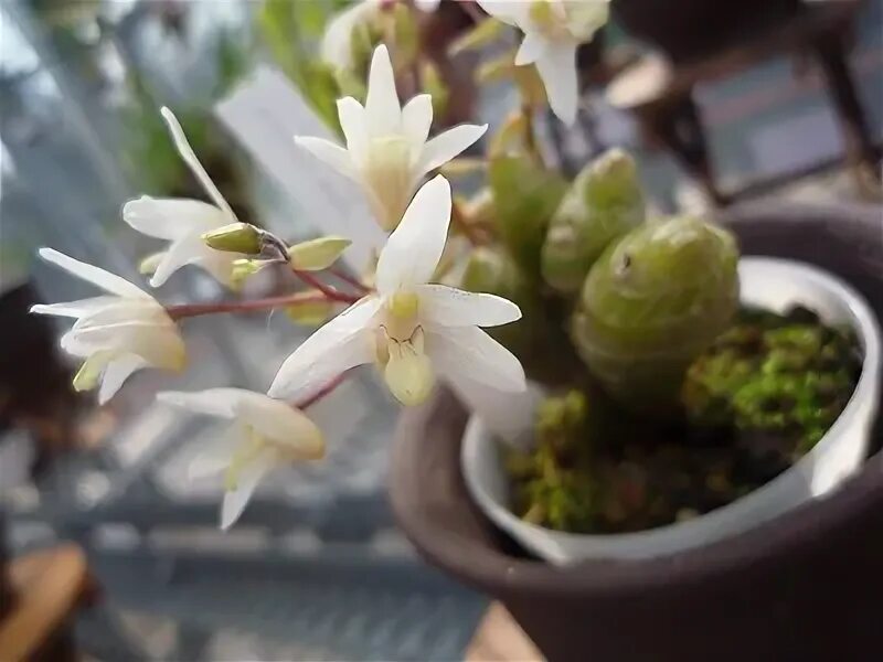 Eria store. Eria obesa Орхидея. Eria obesa аромат. Rhipidoglossum pareense. Conchidium extinctorium.