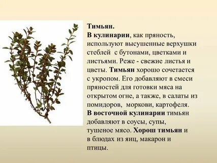 Тимьян приправа применение
