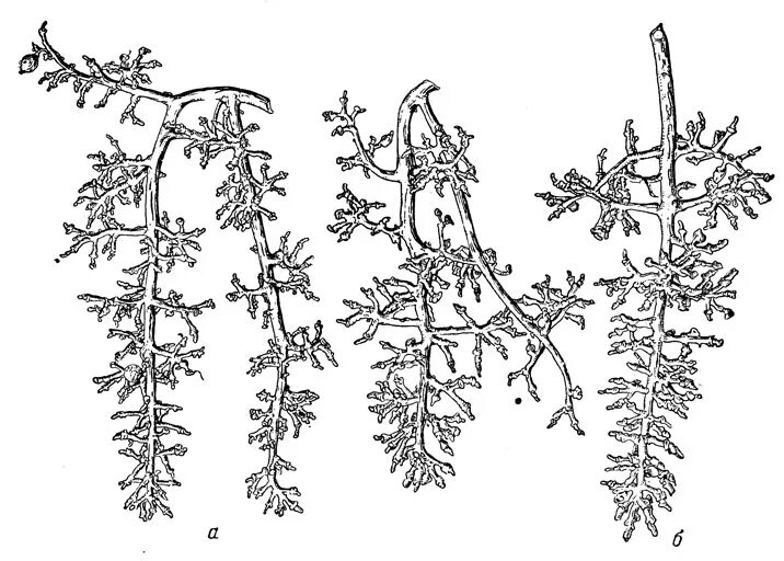 Гребни виноградных гроздей. Строение лозы винограда. Виноградная лоза анатомия. Строение виноградной грозди.