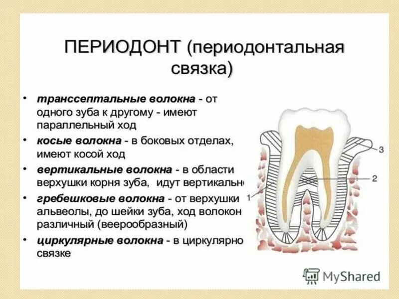 Анатомия строение зуба периодонт. Периодонт строение связки. Строение периодонта и пародонта зуба. Строение периодонта зуба волокна. Функции тканей зубов