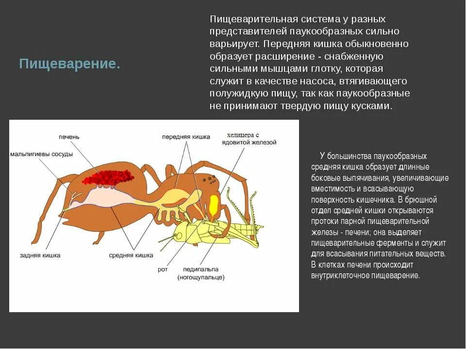 Пищеварительная система паукообразных 7 класс. Пищеварительная система паукообразных 7. пищеварит система паукообразных. выделительная система паукообразных 7 класс.