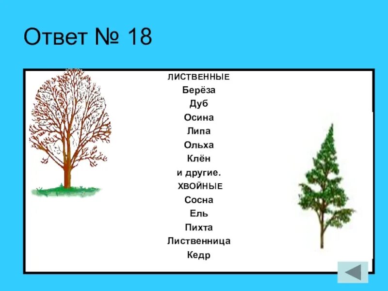 Тополь букв и звуков. Ель пихта лиственница. Дуб береза ель. Лиственные растения береза. Ель берёза сосна дуб липа клён.