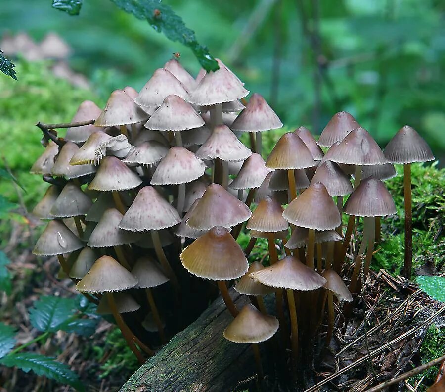 Мицена. Мицена колокольчатая. мицена наклоненная mycena inclinata. мицена волосистая гриб. мицена съедобная.