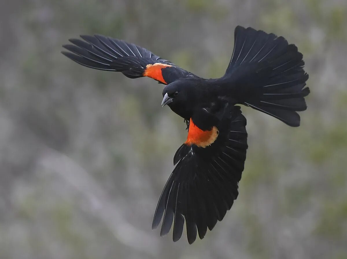 Red-Winged Blackbird. Agelaius phoeniceus. Краснокрылый стенолаз. Птица с красными крыльями.