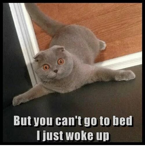 Just woke up. I just woke up cat. just woke up стиль. just woke up meme.