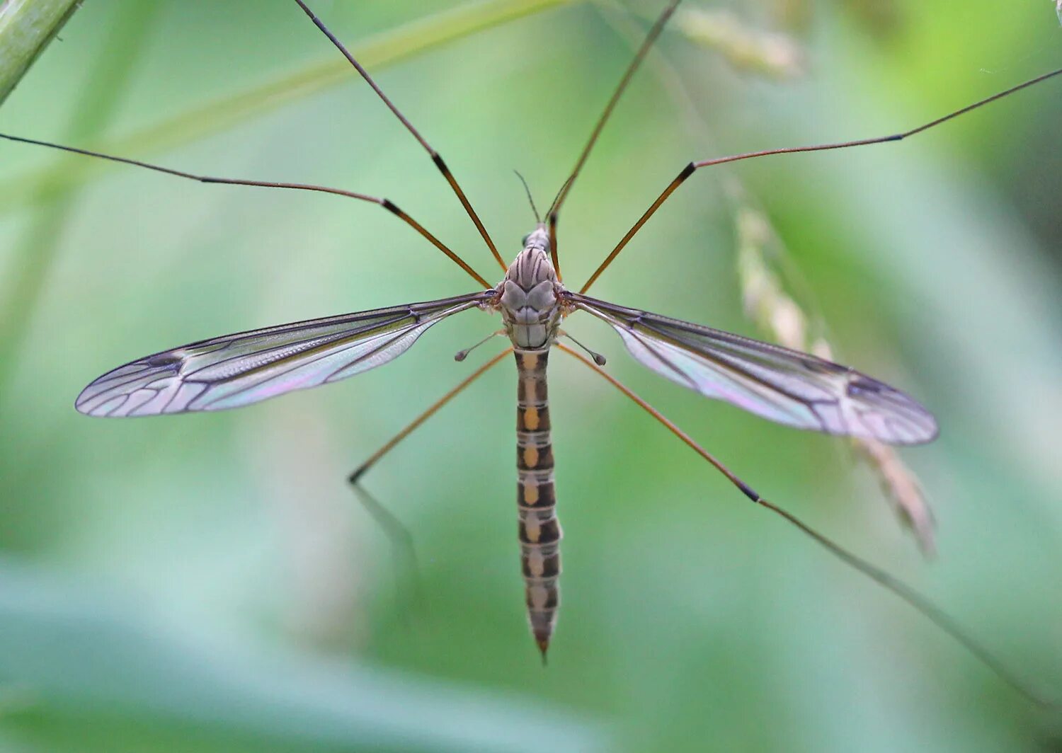 Типула насекомое. Типула. tipula maxima. tipula (arctotipula) salicetorum. biggest tipulidae.