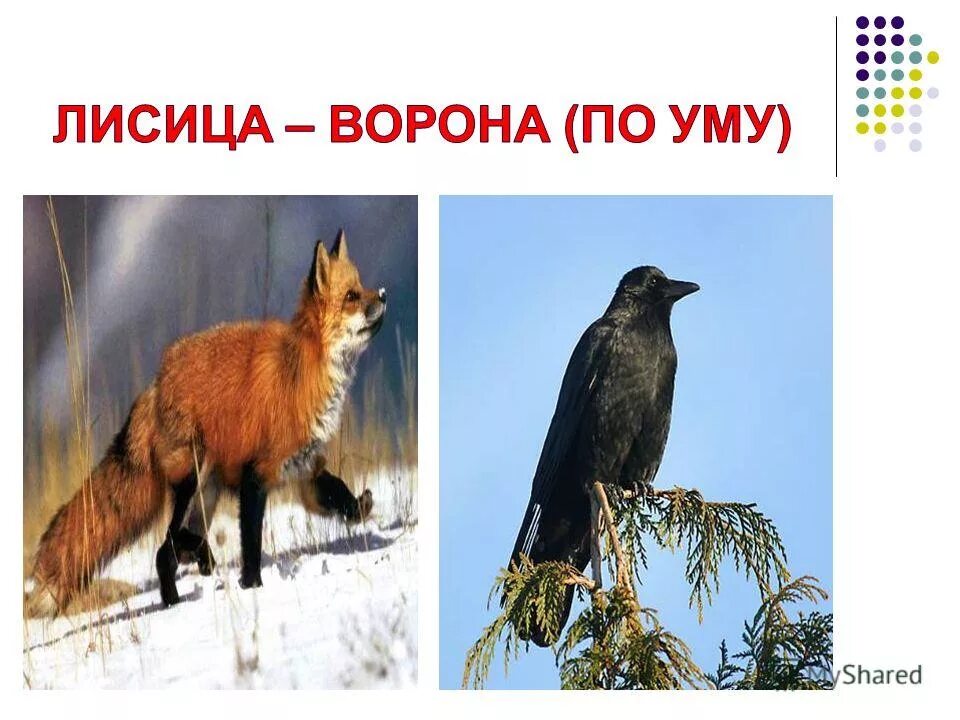 Ворона и лисица. Ворона с сыром рисунок. Лиса ворона по уму. Лиса ворона и сыр. Ворона с сыром.