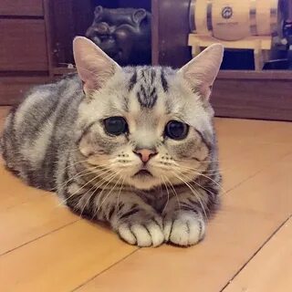 Видео с грустными котиками