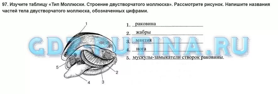 Тесты ракообразные 7 класс. Тест по биологии моллюски. Задания по теме моллюски. Рабочая тетрадь по биологии 7 класс моллюски. Моллюски биология 7 класс.