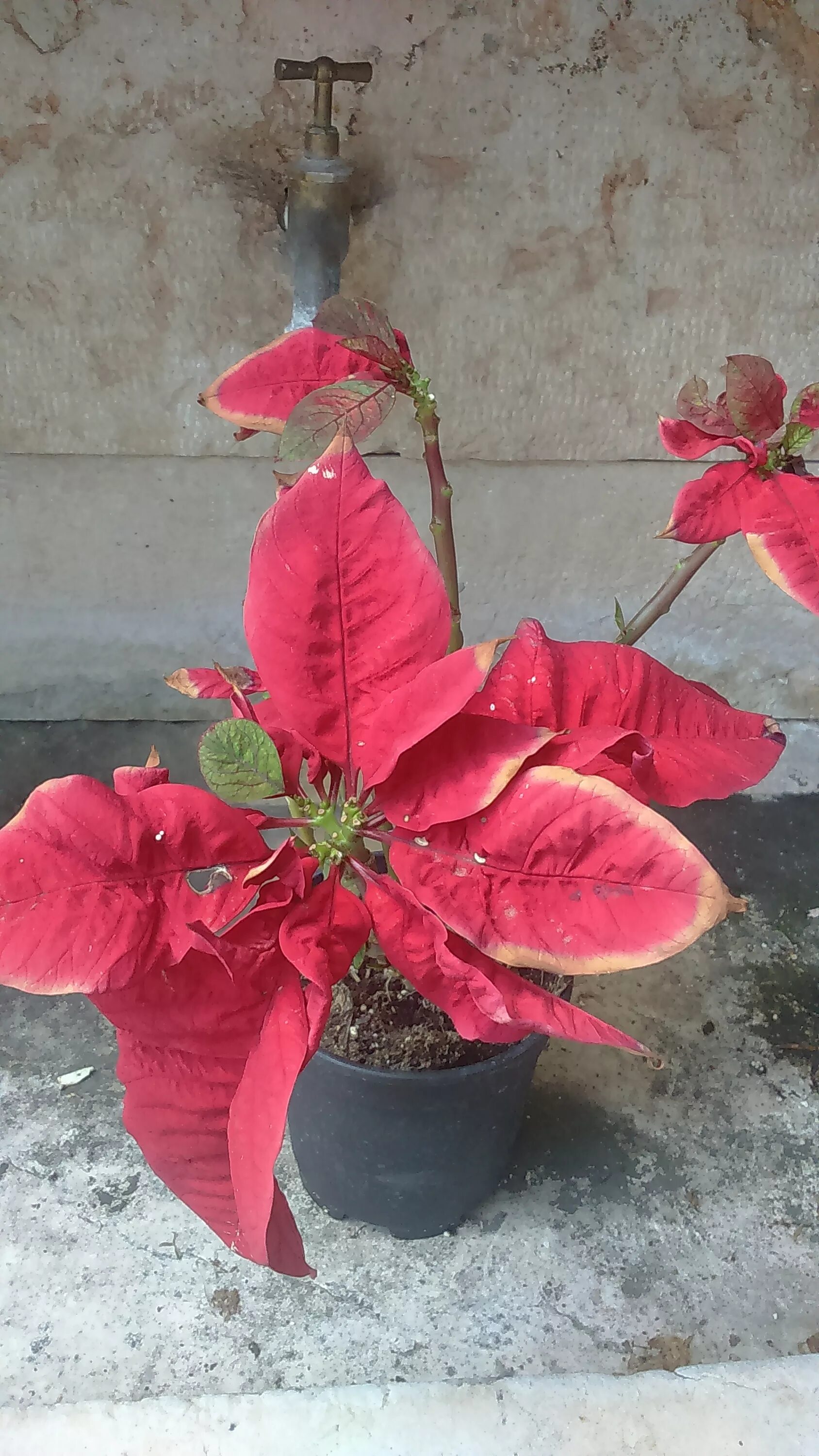 Poinsettia Plant Care Instructions with List of Types & Pictures Poinsettia plan