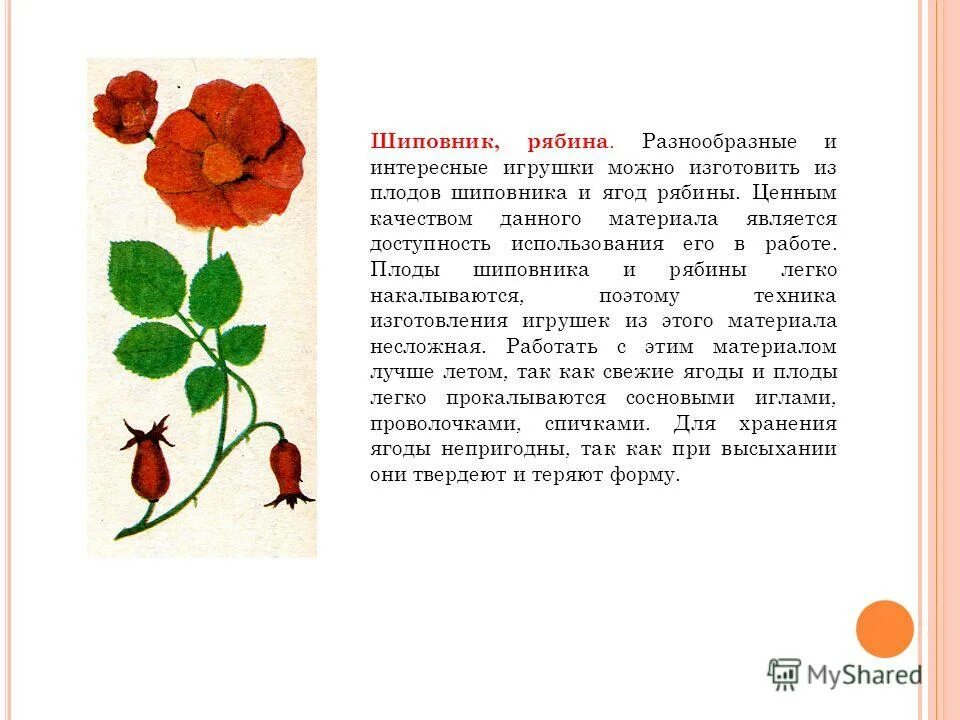 шиповник найти слова. загадка про шиповник для детей. шиповник презентация. шиповник найти слова. стих про шиповник.