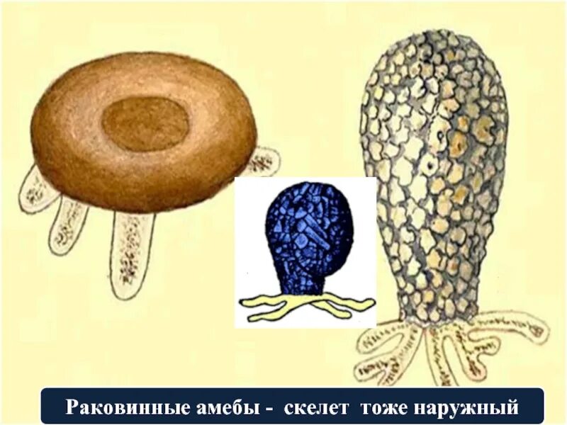 Скелет амеб. Раковинные амебы (1-арцелла, 2 диффлюгия).. раковинная амеба строение. отряд раковинные амебы представители. раковинные амебы фото.