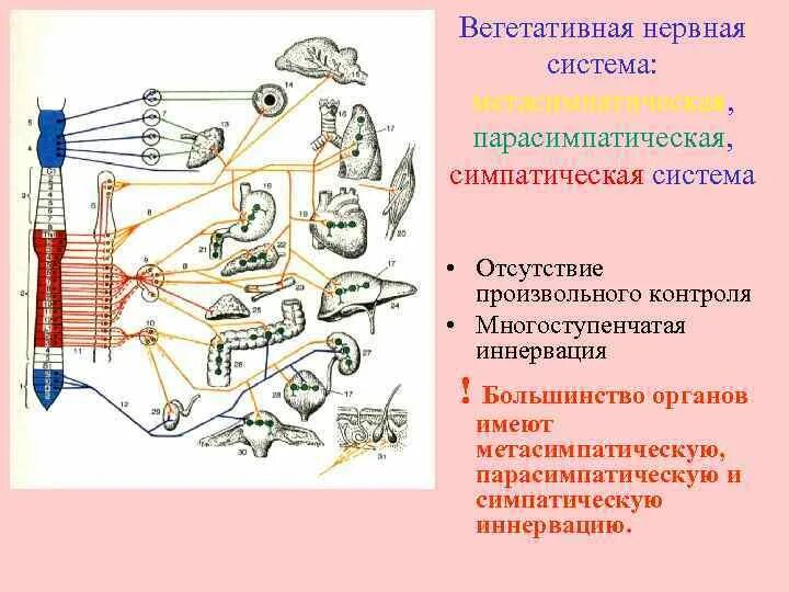 Парасимпатическая вегетативная нервная система функции. Парасимпатическая система и симпатическая система. Иннервация вегетативной нервной системы. Парасимпатическая и Метасимпатическая нервная система. Автономная нервная система симпатическая и парасимпатическая.