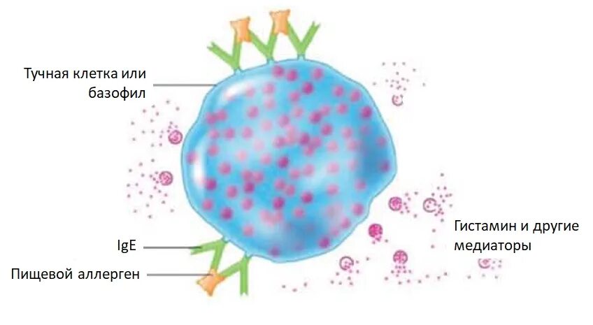 Гистамин в крови. Иммуноглобулин е на тучных клетках. Тучные клетки гистамин. Тучные клетки и аллергия. Базофилы и тучные клетки.