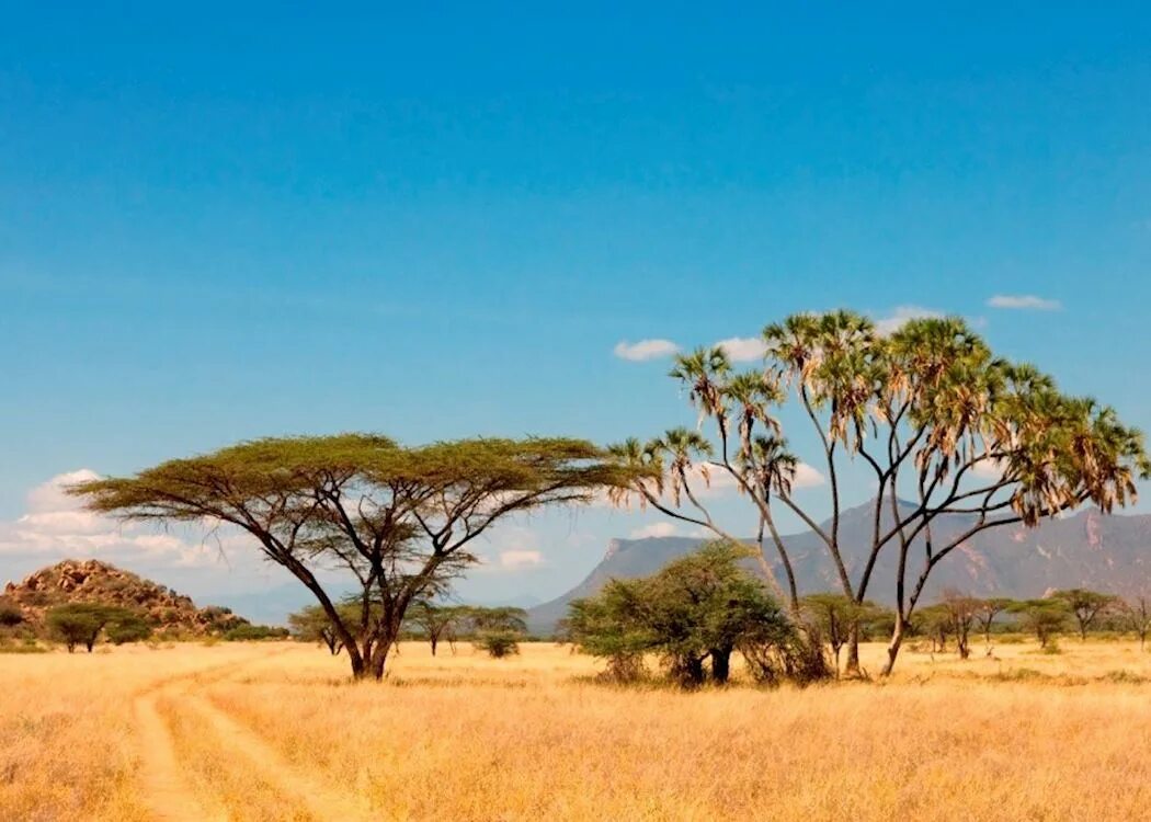 Sunrise in Masai Mara, Kenya, Africa Ultra HD Desktop Background Wallpaper for 4