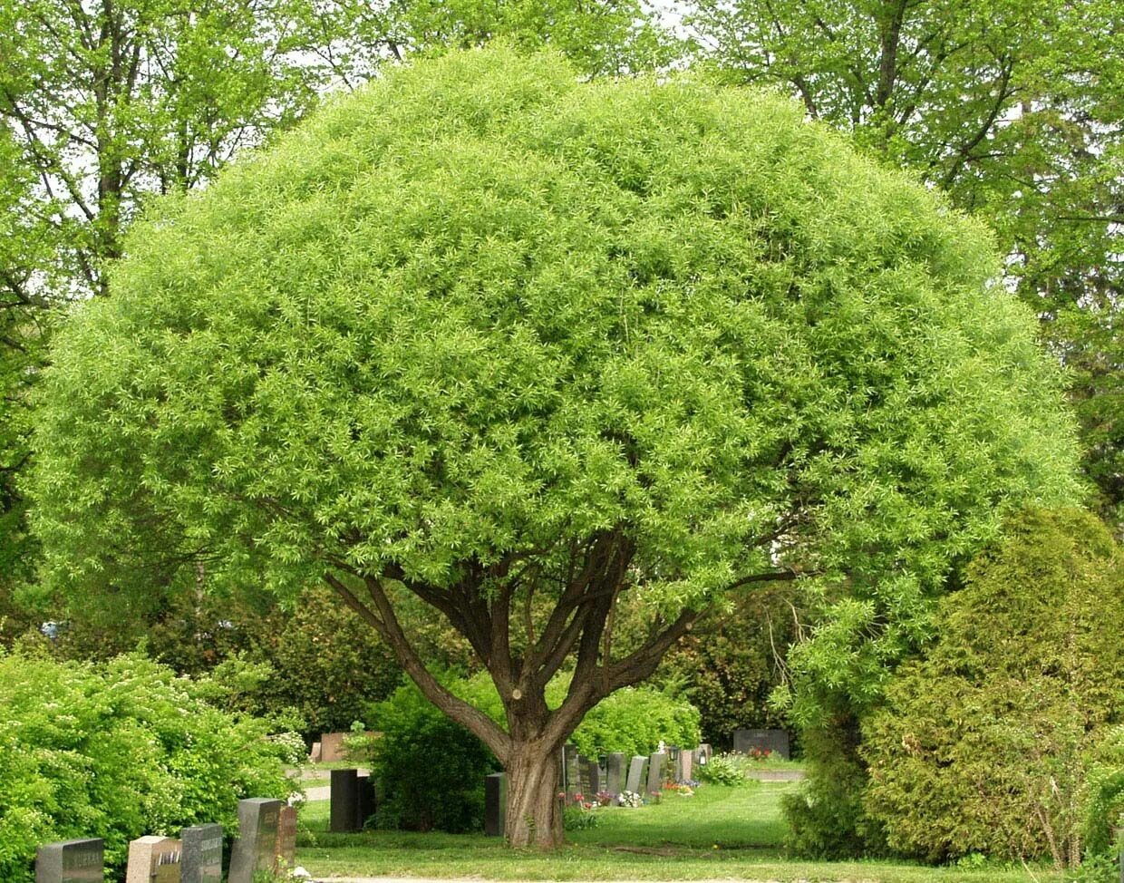 Плотная крона. Ива ломкая bullata. Ива ломкая шаровидная. Ива ломкая шаровидная Булата. Ива ломкая (шаровидная) Salix fragilis.