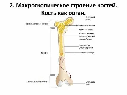 Строение костей картинки