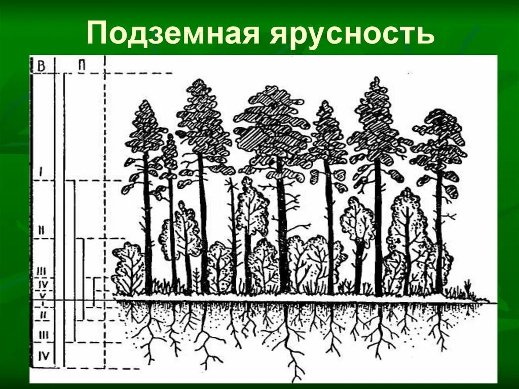 Определение понятию ярусы в растительном сообществе. Определение понятию ярусы в растительном сообществе