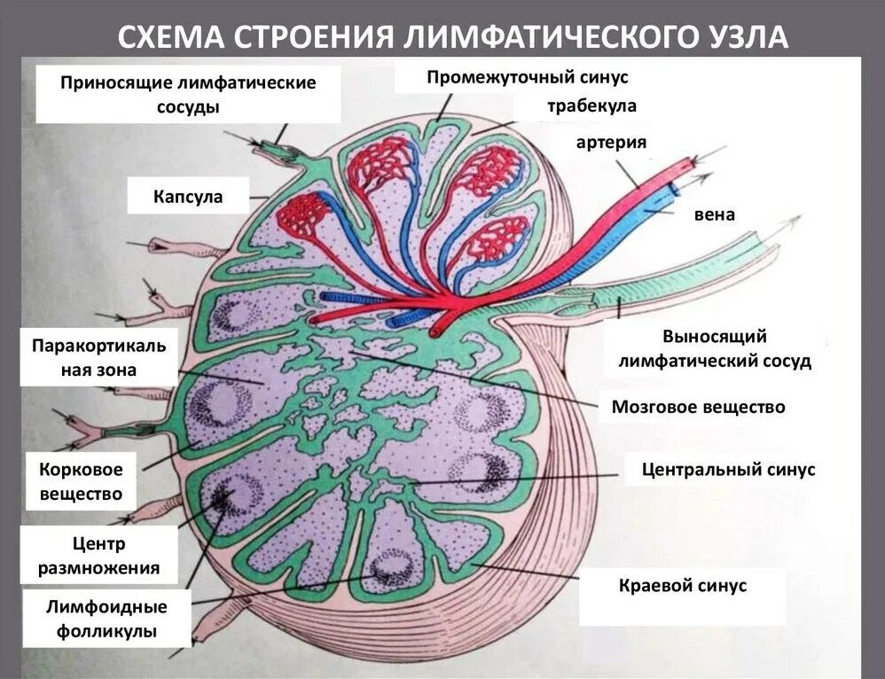 Схема строения лимфатического узла. Лимфатический узел гистология схема. Строение лимфатического узла гистология. Схему строения тимуса, лимфатического узла.. Лимфоузлы структурны