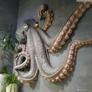 Магазин осьминог