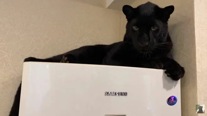 Луняша пантера. Luna the pantera виктория. Черная пантера луна. Пантера луна и венза. Пантера луна и венза ротвейлер.