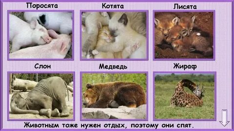 Спят медведи и слоны