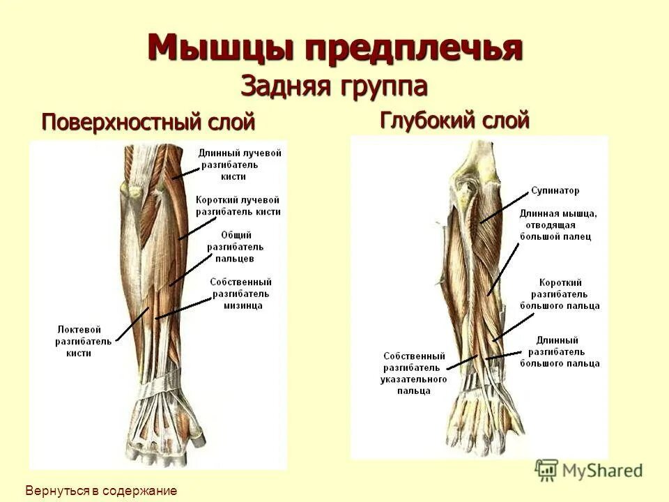 мышцы плечевого пояса. мышцы предплечья задняя группа поверхностный слой. мышцы предплечья задняя группа поверхностный слой. поверхностные мышцы предплечья сгибатели. мышцы сгибатели и разгибатели кисти.