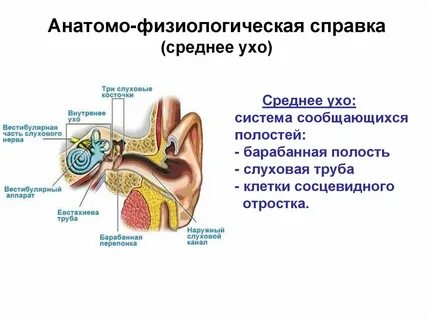 Наружное ухо перепонка овального
