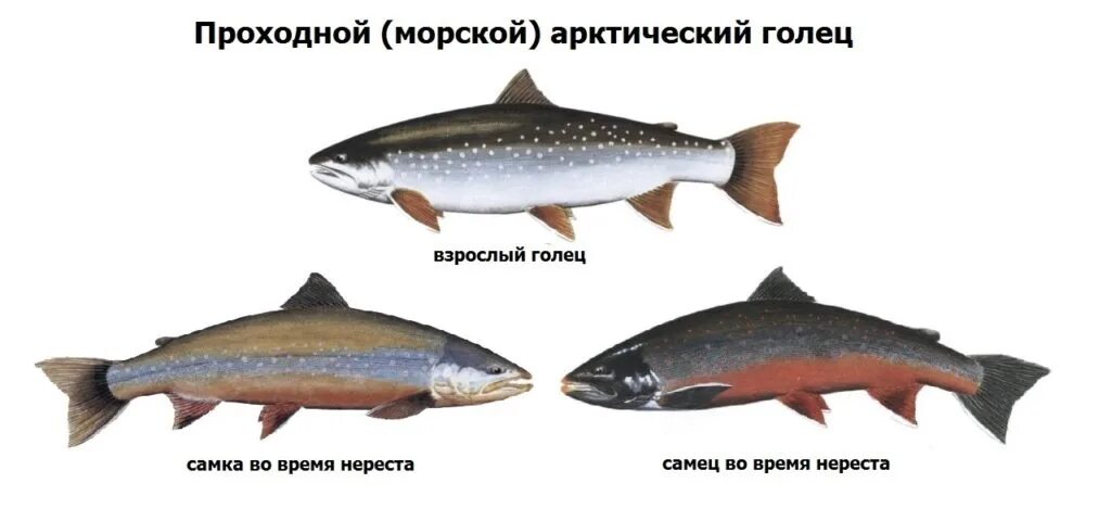 Как отличить самца форели. Арктический голец проходной. Рыба Атлантический голец. Голец рыба самка самец. Арктический голец рыба.