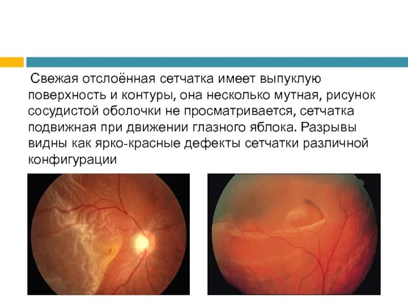 Владлена Шитова
