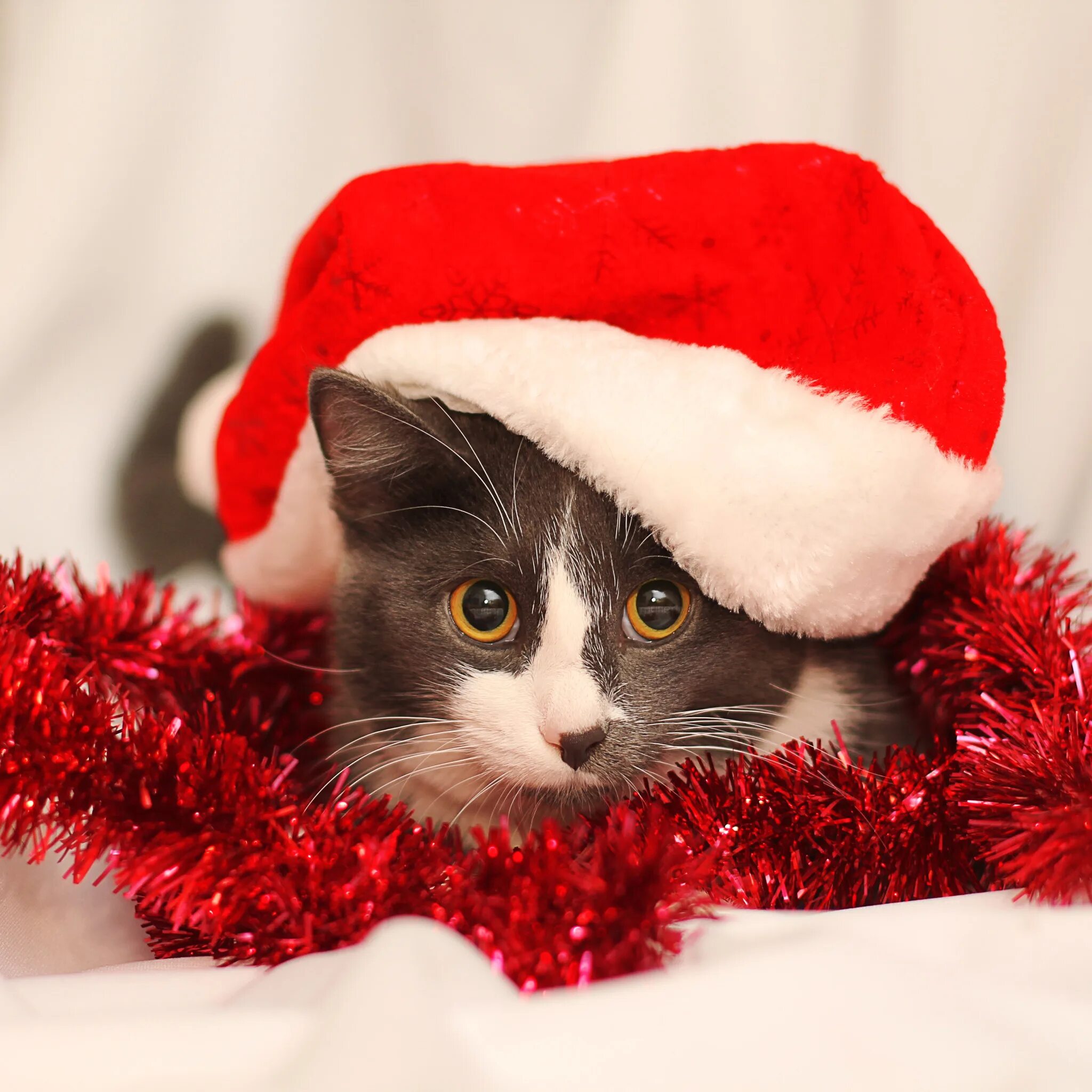 Новогодний кот. Новогодние котята. Новогодний котик. Новогодняя кошечка. Новогодние рыжие коты.